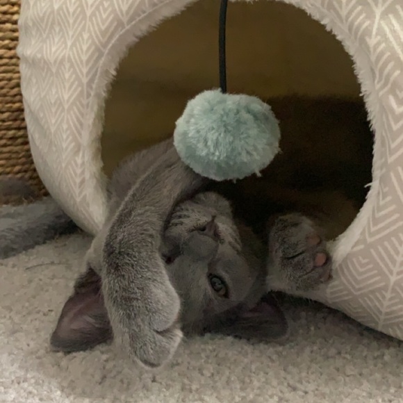 Meet your Posher, Natasha - Picture 3 of 3